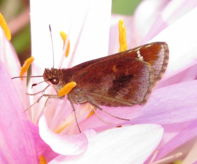 Clouded Skipper