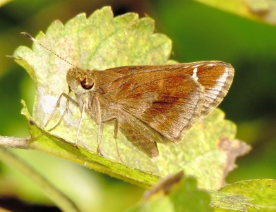 Clouded Skipper
