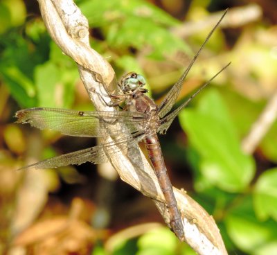 Great Blue Skimmer