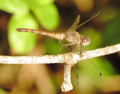 Blue-Faced Meadowhawk