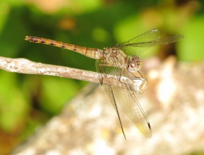 Blue-Faced Meadowhawk