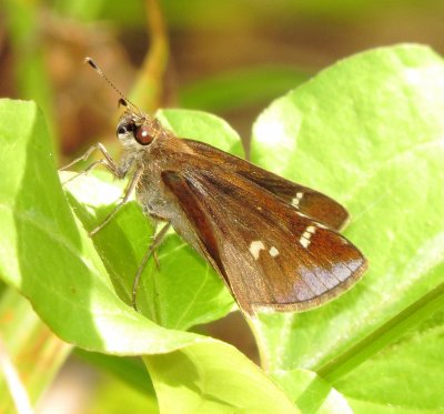 Clouded Skipper