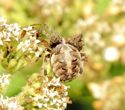 Arabesque Orbweaver