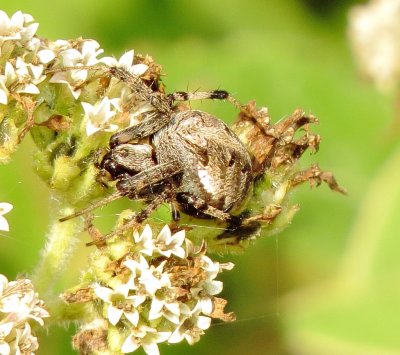 Arabesque Orbweaver