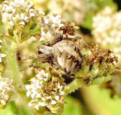 Arabesque Orbweaver