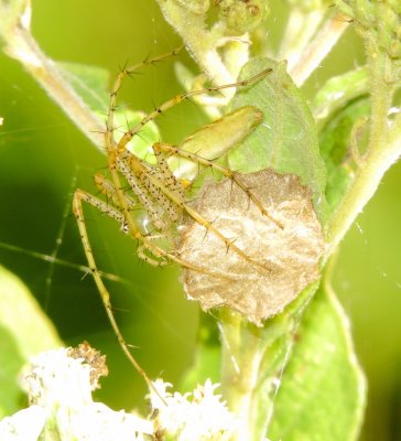 Green Lynx Spider