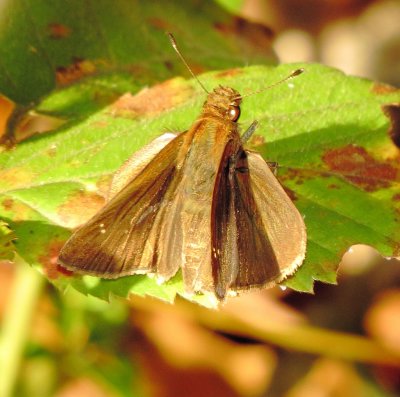 Clouded Skipper