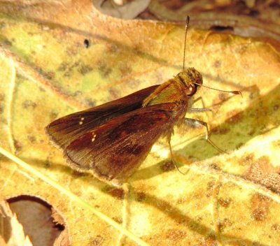 Clouded Skipper