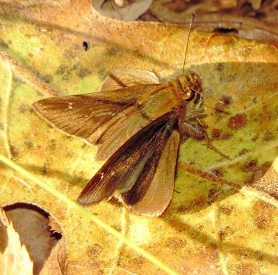 Clouded Skipper
