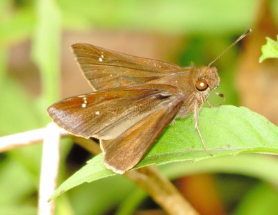 Clouded Skipper