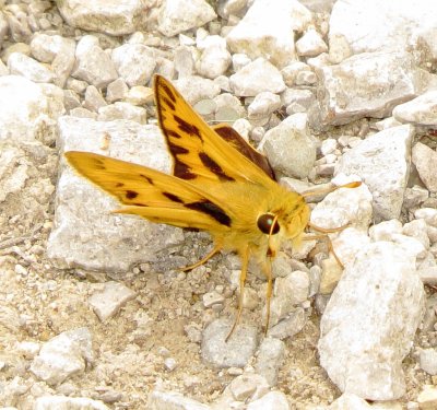 Fiery Skipper
