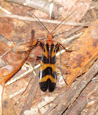 Nuptial Scorpionfly