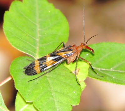 Nuptial Scorpionfly