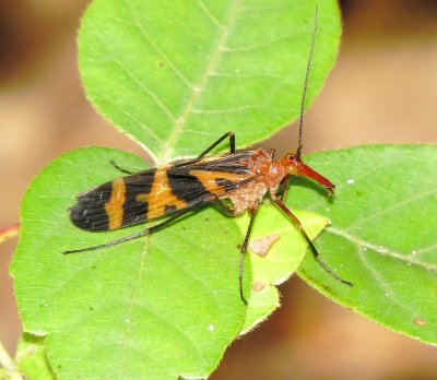 Nuptial Scorpionfly