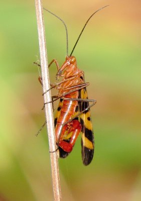 Nuptial Scorpionfly