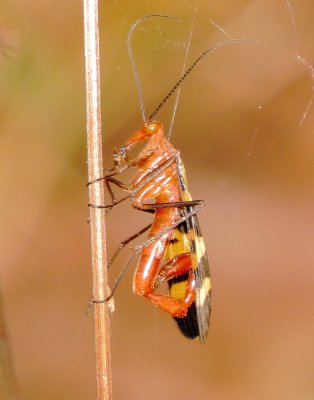 Nuptial Scorpionfly