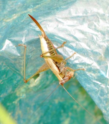 Common Meadow Katydid Species