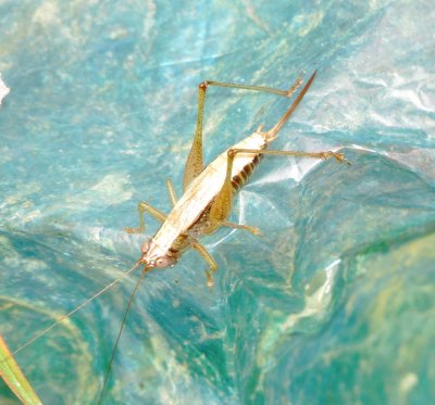 Common Meadow Katydid Species