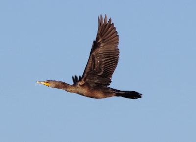 Double-Crested Cormorant
