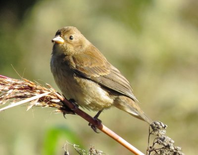 Indigo Bunting