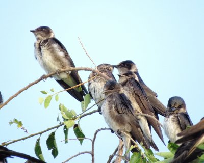 Purple Martin