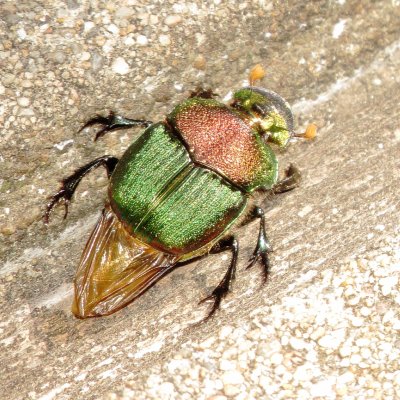 Rainbow Scarab