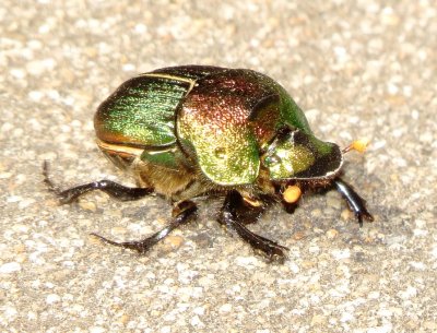 Rainbow Scarab