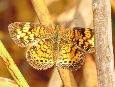 Pearl Crescent