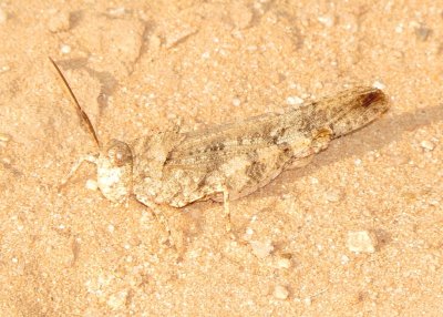 Ridgeback Grasshopper