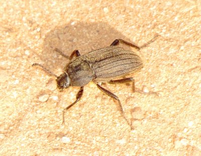 Three-Ribbed Darkling Beetle