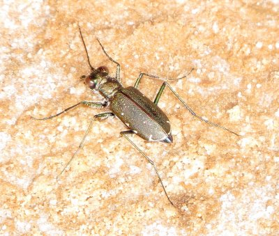 Punctured Tiger Beetle