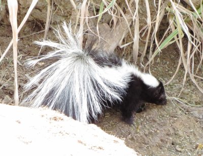 Striped Skunk