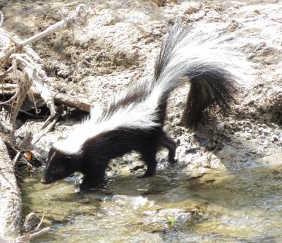 Striped Skunk