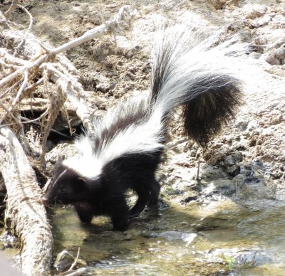 Striped Skunk