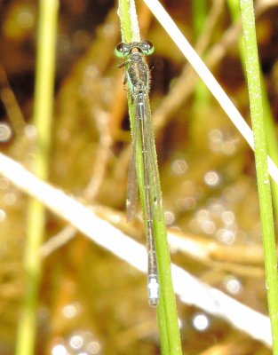 Black-Fronted Forktail