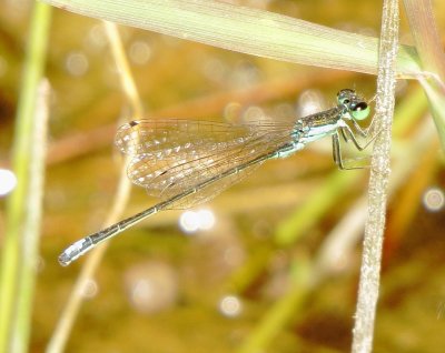 Black-Fronted Forktail