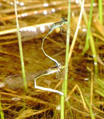 Black-Fronted Forktail