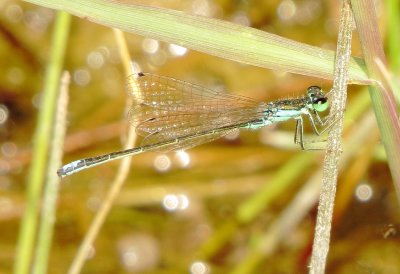 Black-Fronted Forktail