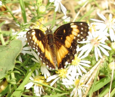 Bordered Patch