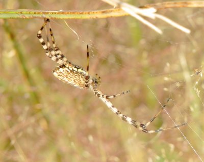 Banded Garden Spider