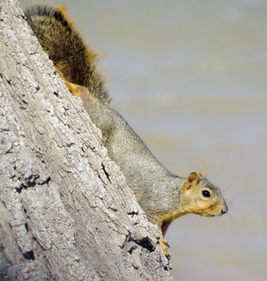 Eastern Fox Squirrel