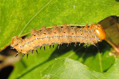 Spiny Oakworm Moth Caterpillar