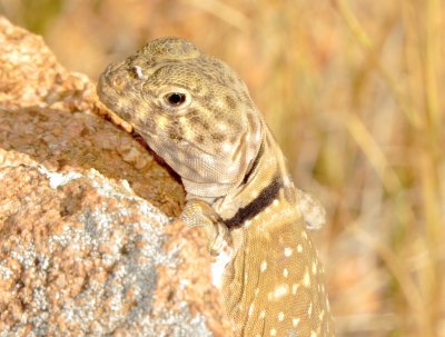 Eastern Collared Lizard