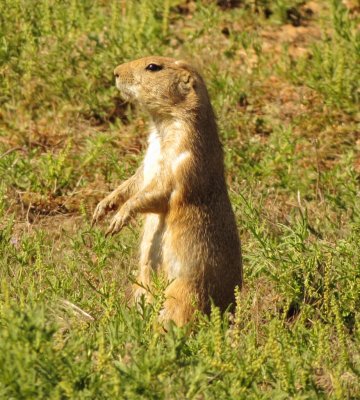 Black-Tailed Prairie Dog