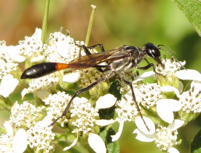Common Thread-Waisted Wasp