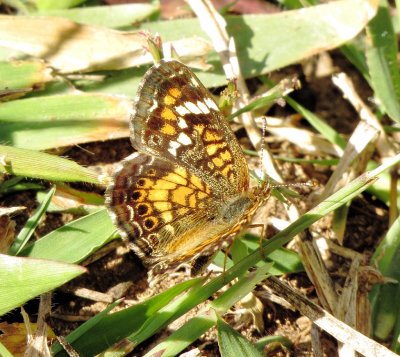 Phaon Crescent