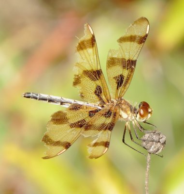 Halloween Pennant