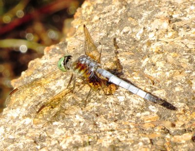 Blue Dasher