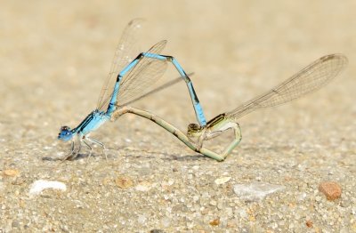 Double-Striped Bluet