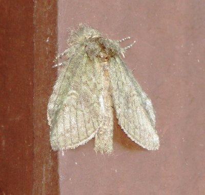 Prominent Moth Species